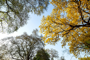 Autumn trees with yellow leaves in a forest or park