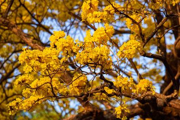 Autumn trees with yellow leaves in a forest or park