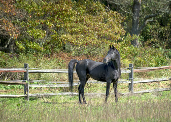 Black Arabian Stallion Standing in a Pasture