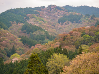Fototapeta premium 吉野の桜