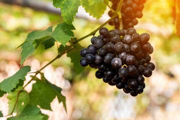 vine grapes at harvest