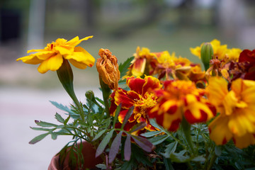 summer flowers nature Wallpaper photos images the sun is bright colors of green grass flowerbed garden