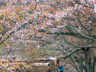 吉野の桜