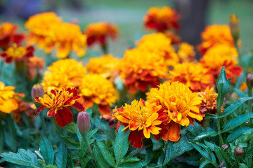 summer flowers nature Wallpaper photos images the sun is bright colors of green grass flowerbed garden