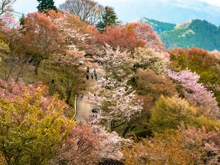 吉野の桜