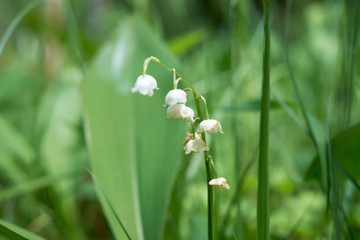 summer flowers nature Wallpaper photos images the sun is bright colors of green grass flowerbed garden