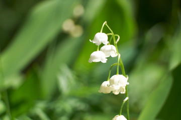 summer flowers nature Wallpaper photos images the sun is bright colors of green grass flowerbed garden