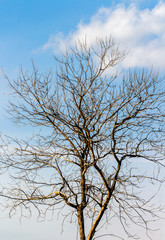 Dry tree