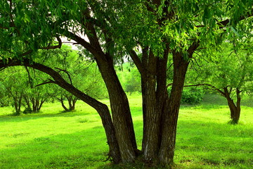 Fototapeta na wymiar Green branchy tree in the field. Closeup.