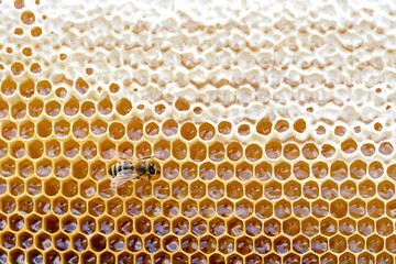 Honey cell is filled with fresh honey. Natural background. Apiculture.