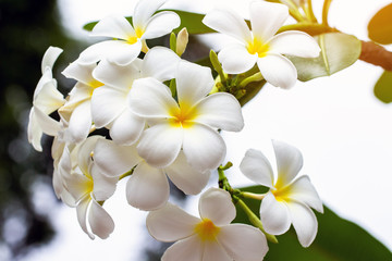White and yellow plumeria flowers on a tree