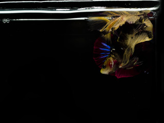 Light and shadows..siames fighting fish..betta spelndens fish..with text space.