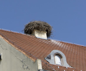 Bird nest
