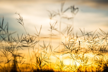 Fototapeta premium Vintage wild flower in sunset