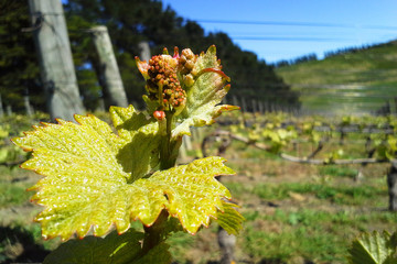 A flower of grape vine, Pinot Noir young sprouts