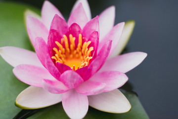 beautiful lotus flower on the water after rain in garden.