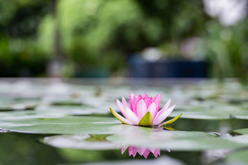 beautiful lotus flower on the water after rain in garden.