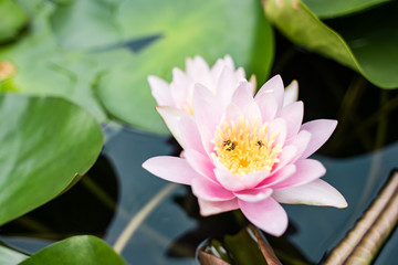 beautiful lotus flower on the water after rain in garden.