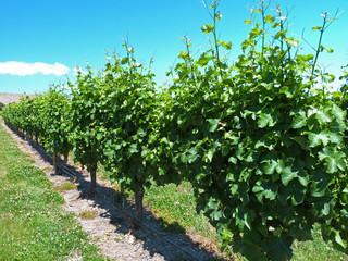 Fototapeta na wymiar Young grape vine trees, a vineyard in New Zealand
