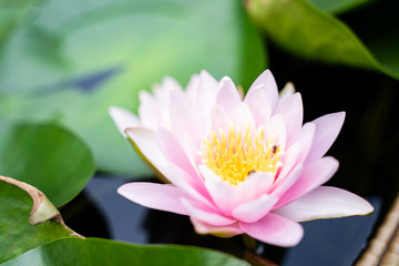 Obraz premium beautiful lotus flower on the water after rain in garden.
