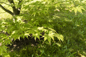 Horizontal and colorful leaves of maple ornamental.