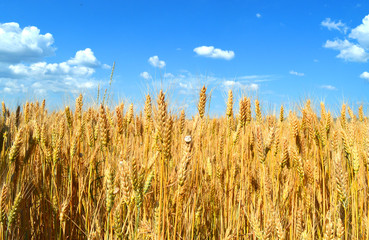 the golden wheat is tossed in an open field under a blue sky and white clouds. on one spike settled a shell