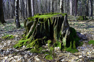 the old stump was covered with green moss. the stump is on a glade in a dense forest among tall trees and fallen leaves.
