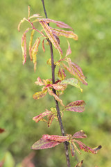 Disease of leaves on a peach.