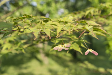 Horizontal and colorful leaves of maple ornamental.