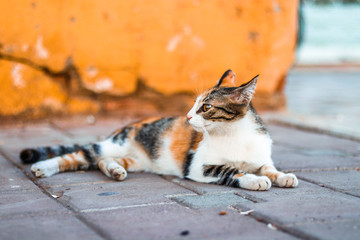 Cat set with orange wall