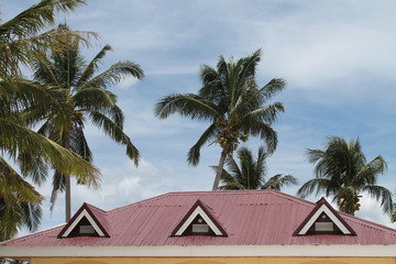 Fototapeta na wymiar Palm and roof