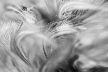 Obraz premium Bird and chickens feather texture for background Abstract,blur style and soft color of art design.