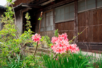 Fototapeta na wymiar 日本の家と花
