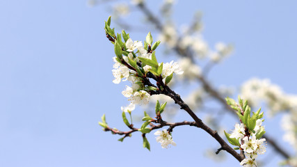 Spring sky and white pear blossom.