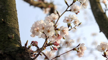 Cherry blossom trees in full blossom in springtime.