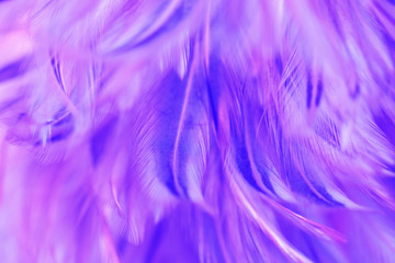 Bird and chickens feather texture for background Abstract,blur style and soft color of art design.for mobile case