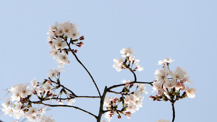 Cherry blossom leaves in full blossom in the blue sky.