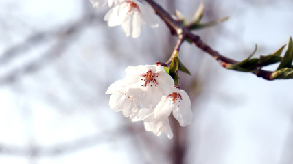 Close-up image of cherry blossom leaves.