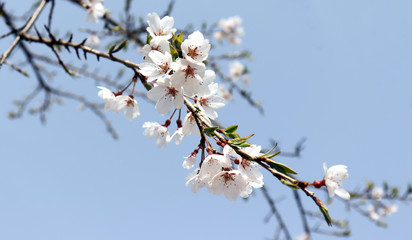 Cherry blossoms and branches in full bloom against the blue sky.