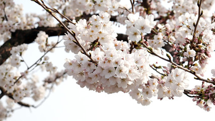 Close-up image of cherry blossom trees in full blossom.