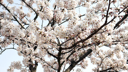 Cherry blossom trees in full blossom.