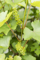 Blooms blooming the wine among green leaves.