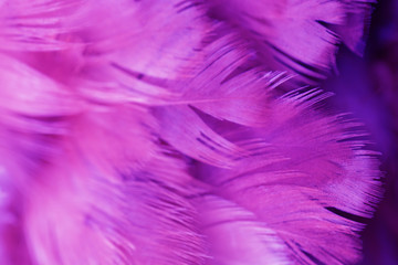 Obraz premium Bird and chickens feather texture for background Abstract,blur style and soft color of art design.