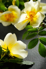 Fototapeta premium Flowers of dog-rose (rosehip)