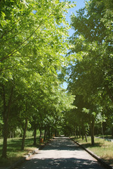 Fototapeta na wymiar Summer Park Road Green Trees Walk Relax Healthy Sport Time