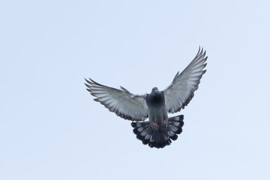 full body of flying homing pigeon against clear white sky