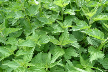 green nettle inflorescence plants large leaves grass weeds weeds medicinal raw materials