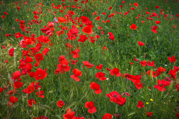 Fototapeta premium Campo de amapolas rojas en primavera en España