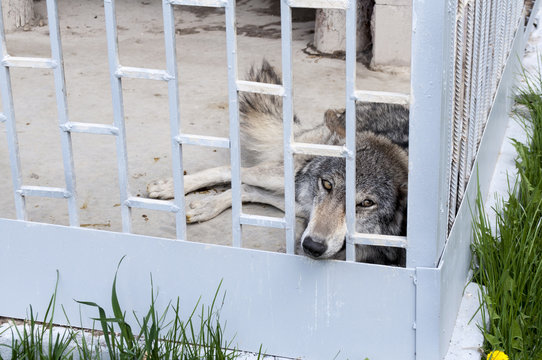 Wild grey wolf in the zoo