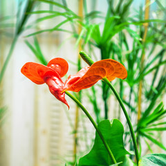 Red flower anthurium